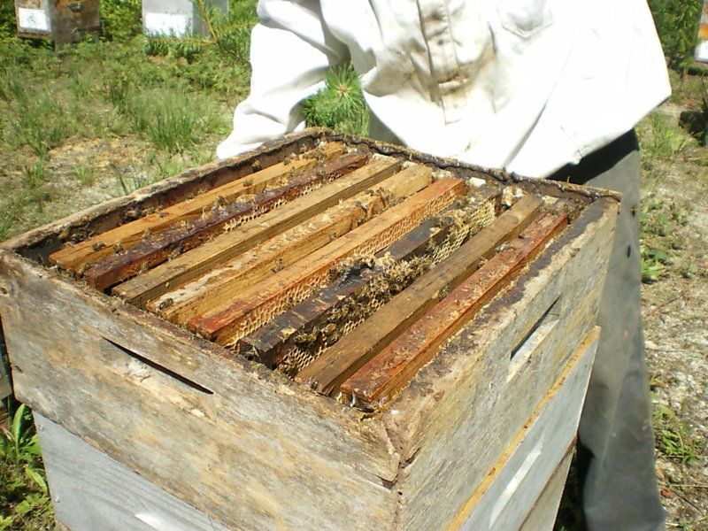 La ruche Cisticole des joncs