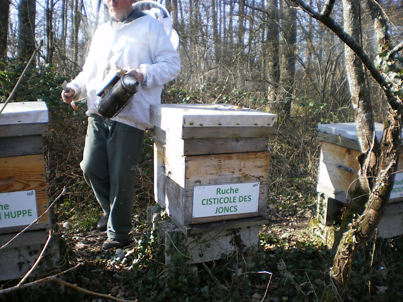 La ruche Cisticole des joncs