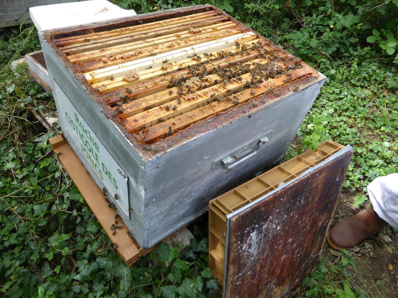 La ruche Cisticole des joncs