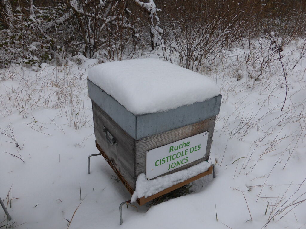 La ruche Cisticole des joncs