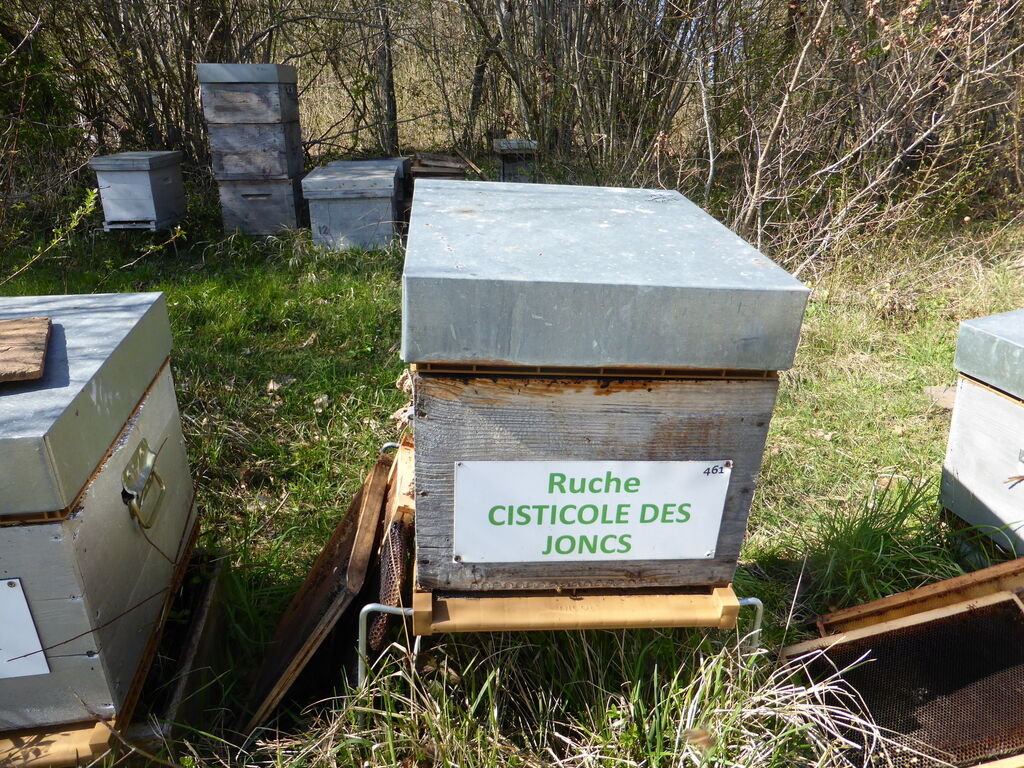 La ruche Cisticole des joncs