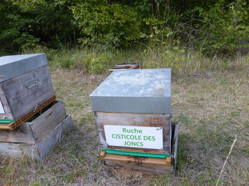 La ruche Cisticole des joncs