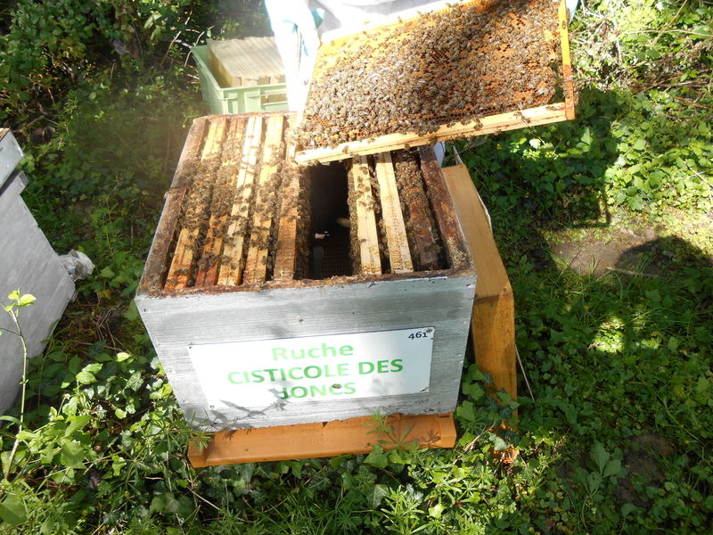 La ruche Cisticole des joncs