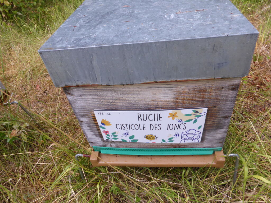 La ruche Cisticole des joncs