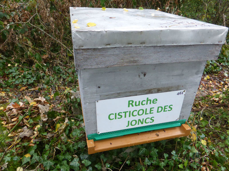 La ruche Cisticole des joncs