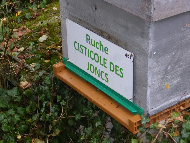 La ruche Cisticole des joncs