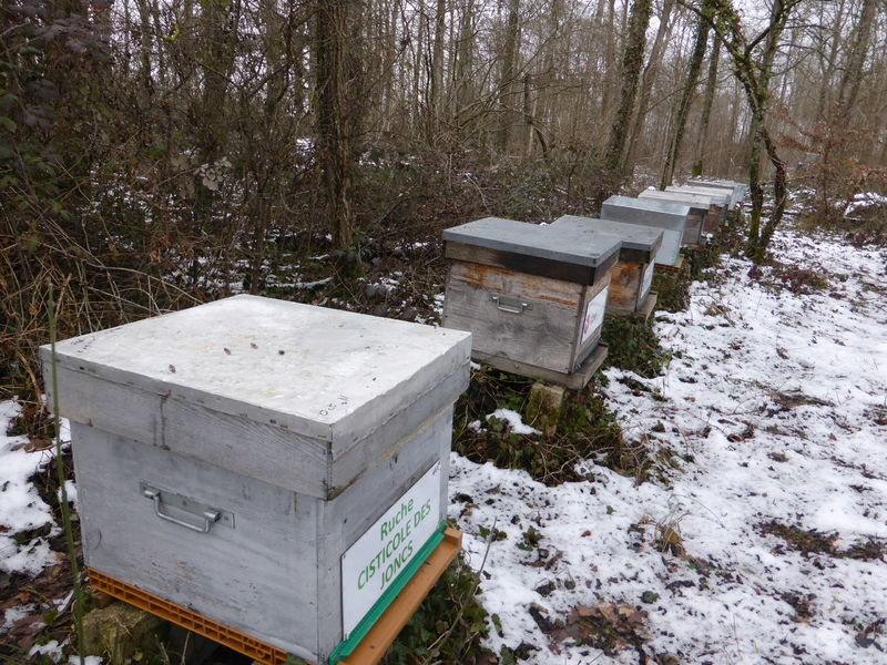 La ruche Cisticole des joncs