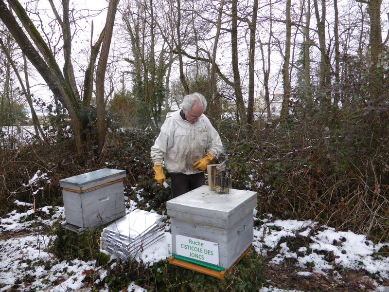 La ruche Cisticole des joncs