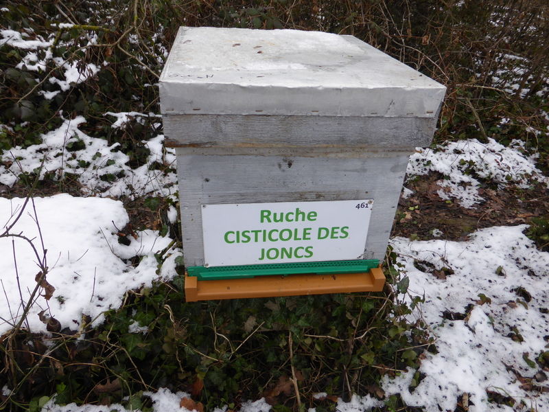 La ruche Cisticole des joncs