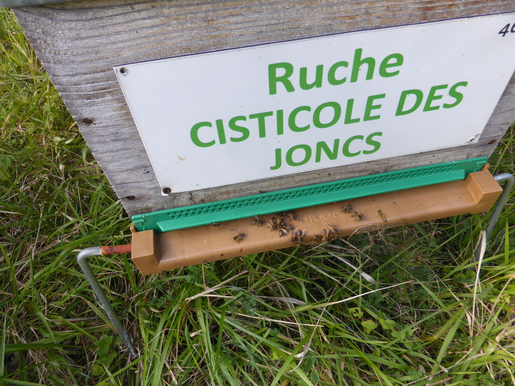 La ruche Cisticole des joncs