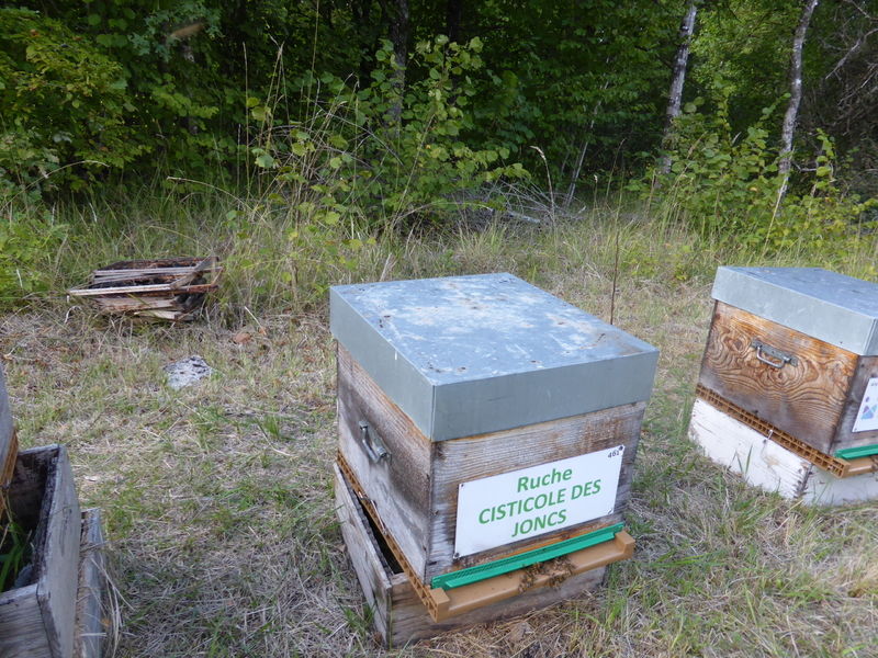 La ruche Cisticole des joncs