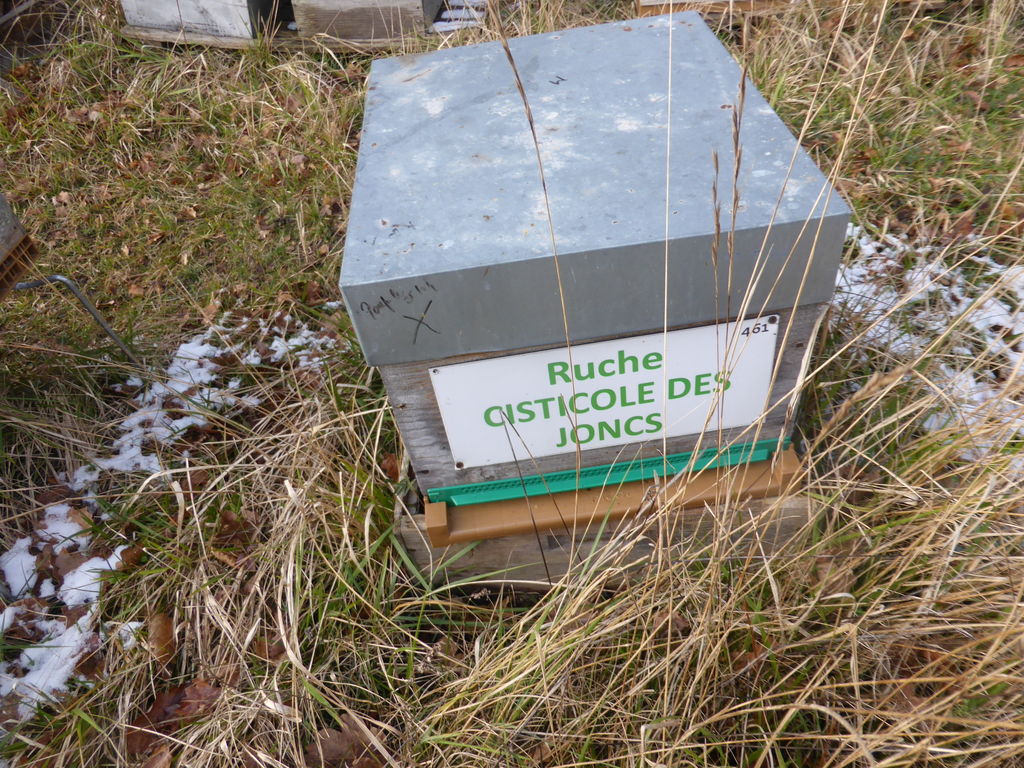 La ruche Cisticole des joncs