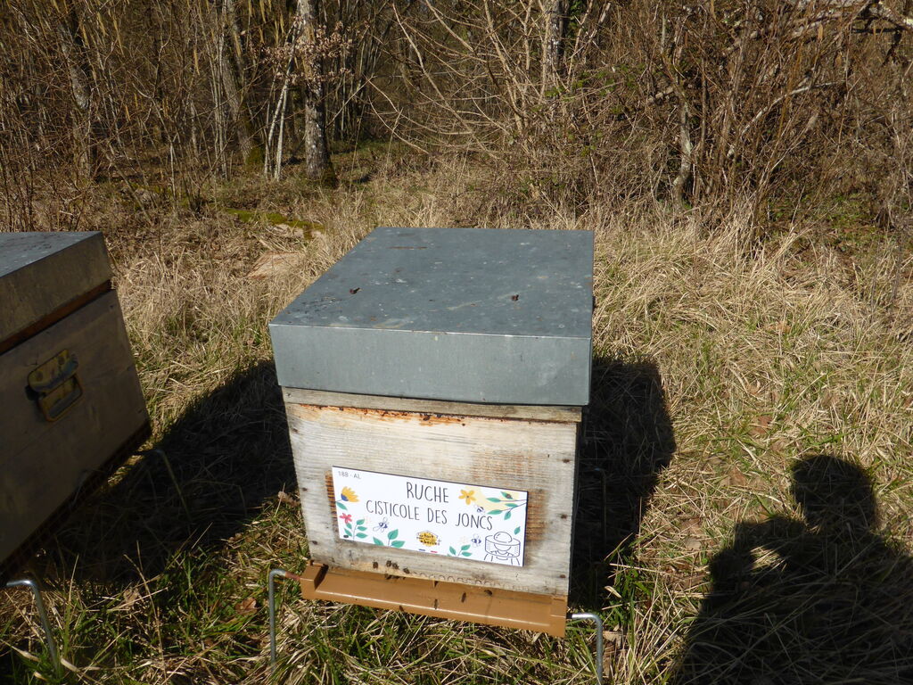 La ruche Cisticole des joncs