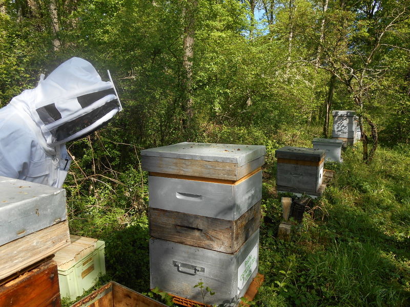 La ruche Cisticole des joncs