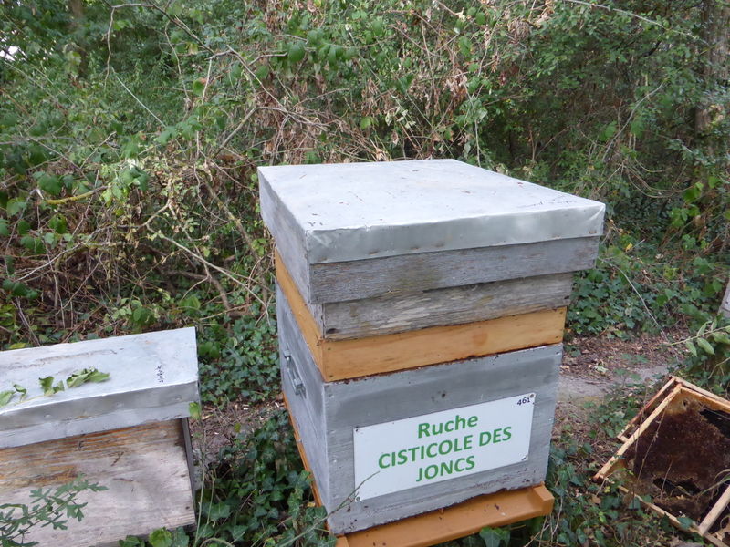 La ruche Cisticole des joncs