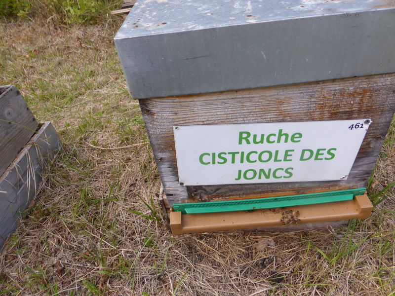 La ruche Cisticole des joncs