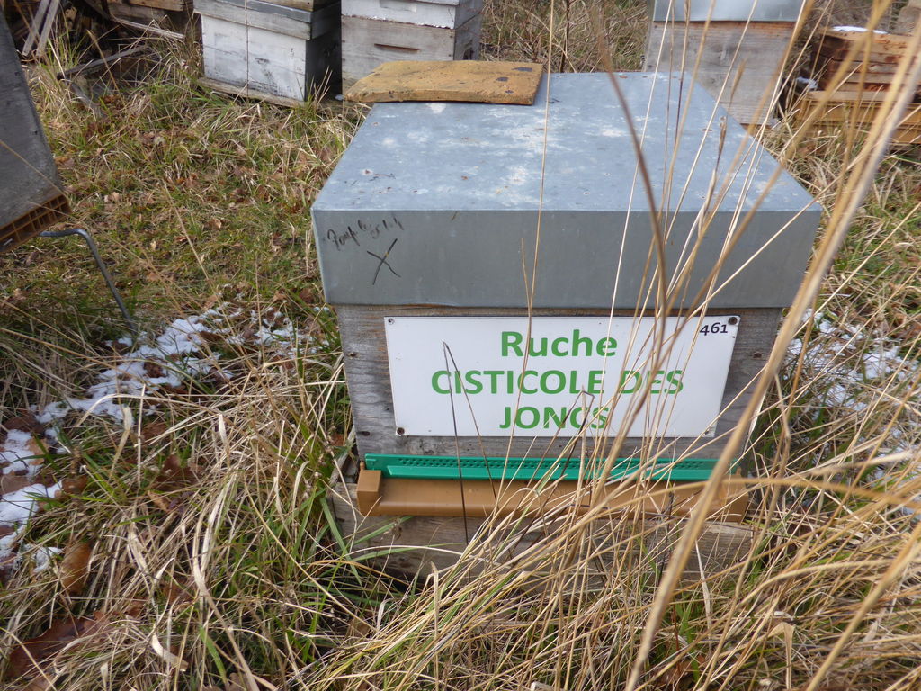 La ruche Cisticole des joncs