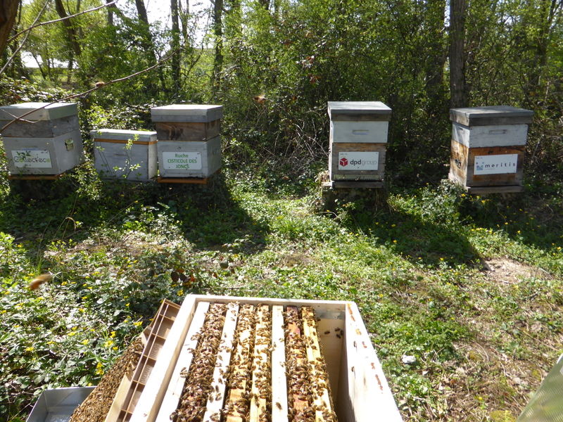 La ruche Cisticole des joncs