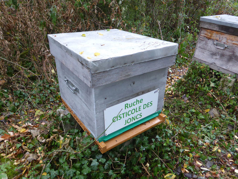 La ruche Cisticole des joncs