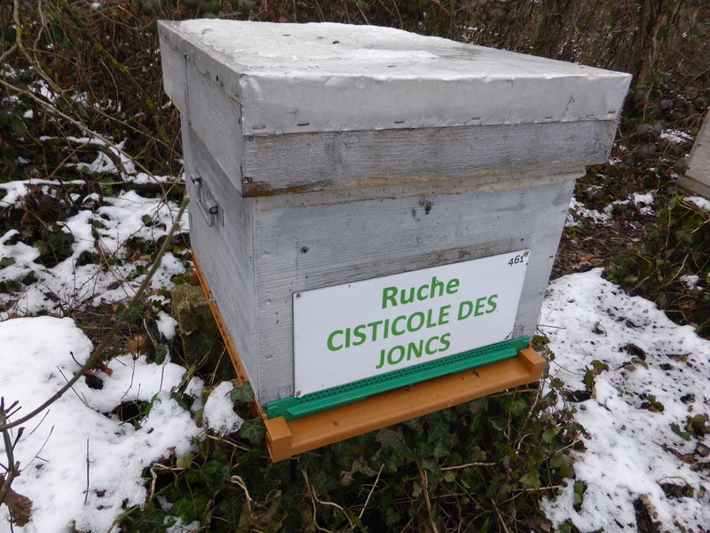 La ruche Cisticole des joncs