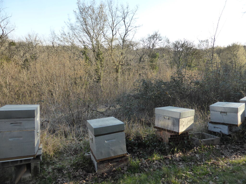 La ruche Cisticole des joncs