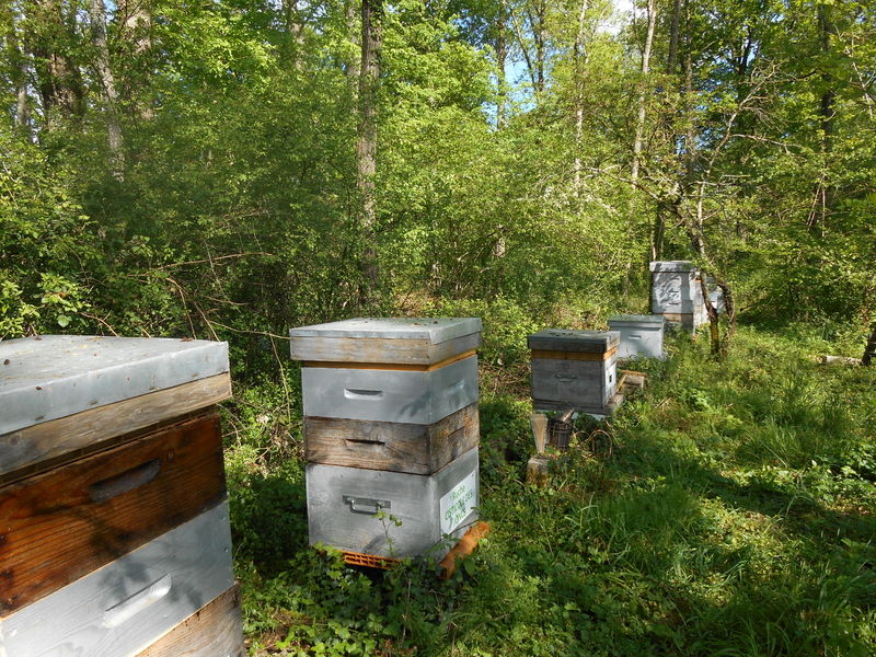 La ruche Cisticole des joncs