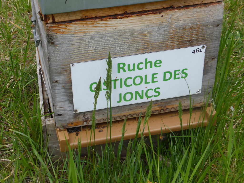 La ruche Cisticole des joncs