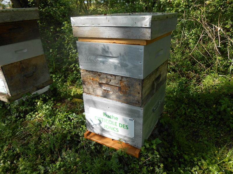 La ruche Cisticole des joncs