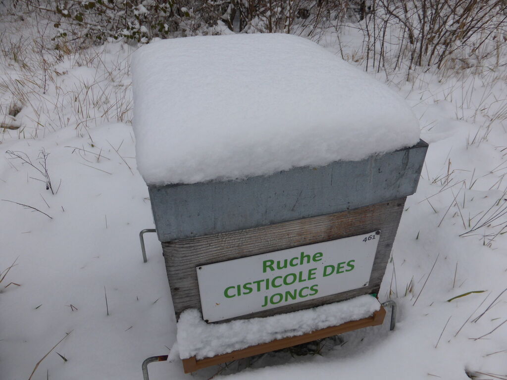 La ruche Cisticole des joncs