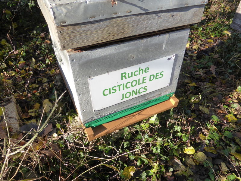 La ruche Cisticole des joncs