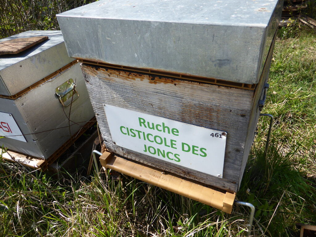 La ruche Cisticole des joncs