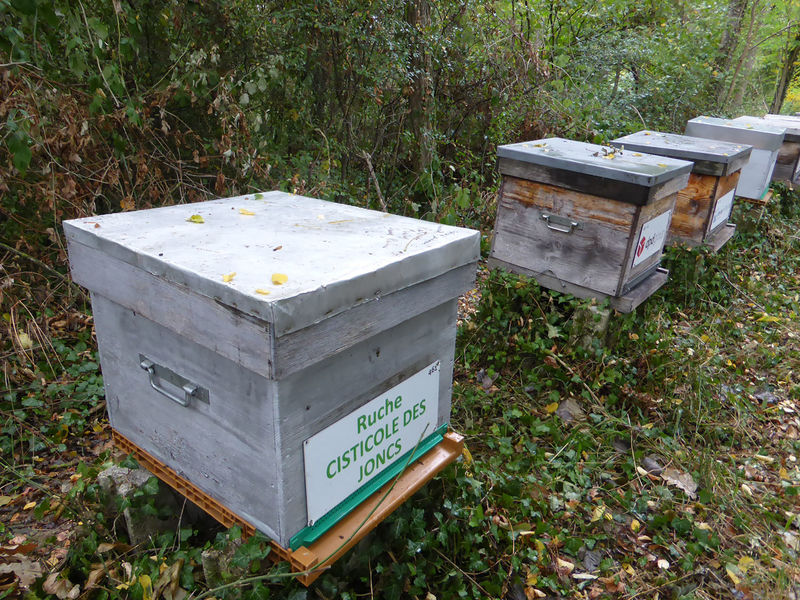 La ruche Cisticole des joncs