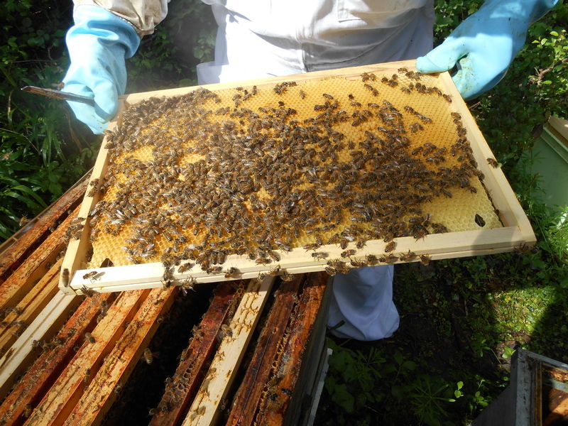 La ruche Cisticole des joncs