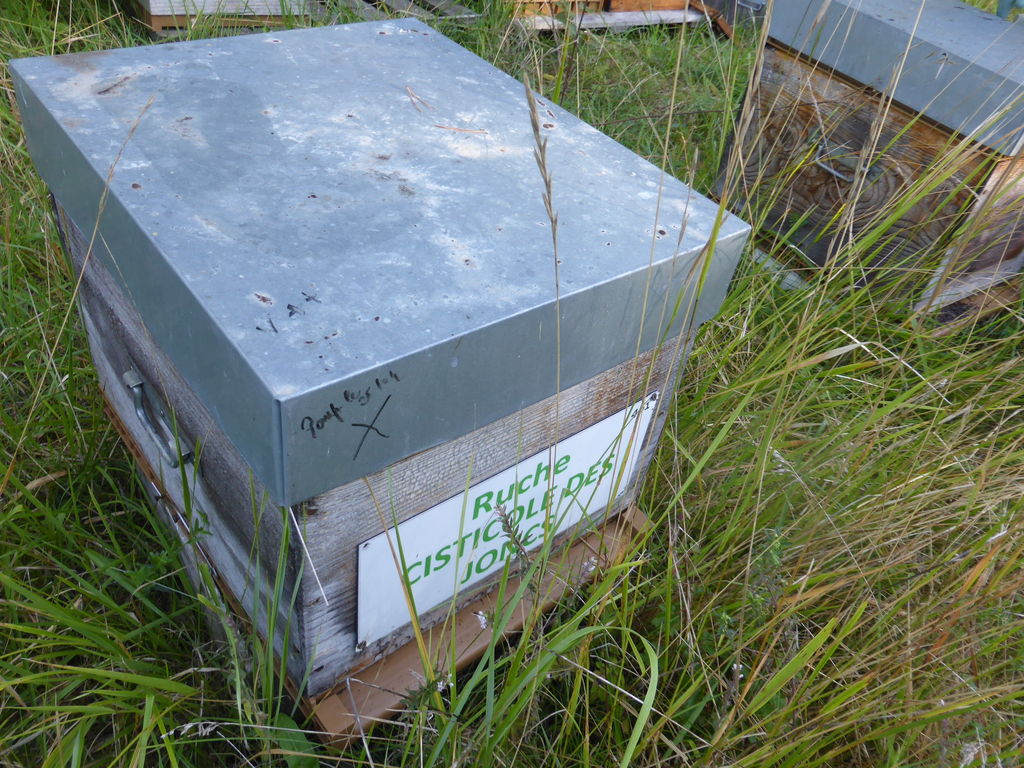 La ruche Cisticole des joncs