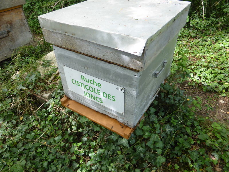 La ruche Cisticole des joncs