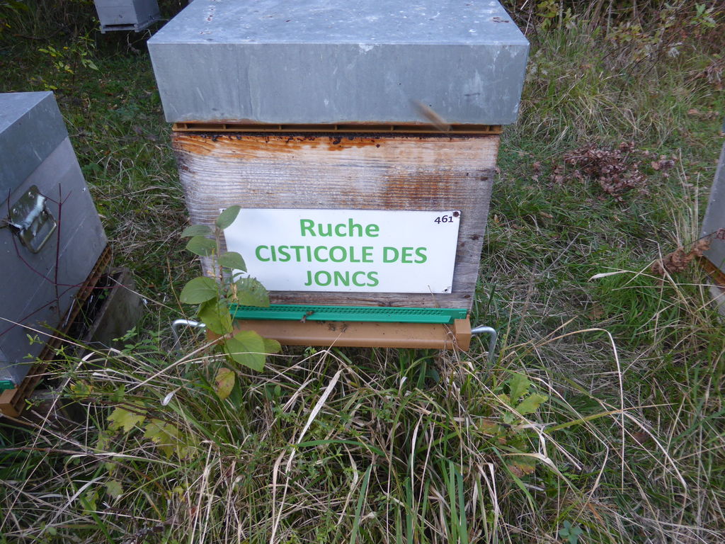 La ruche Cisticole des joncs