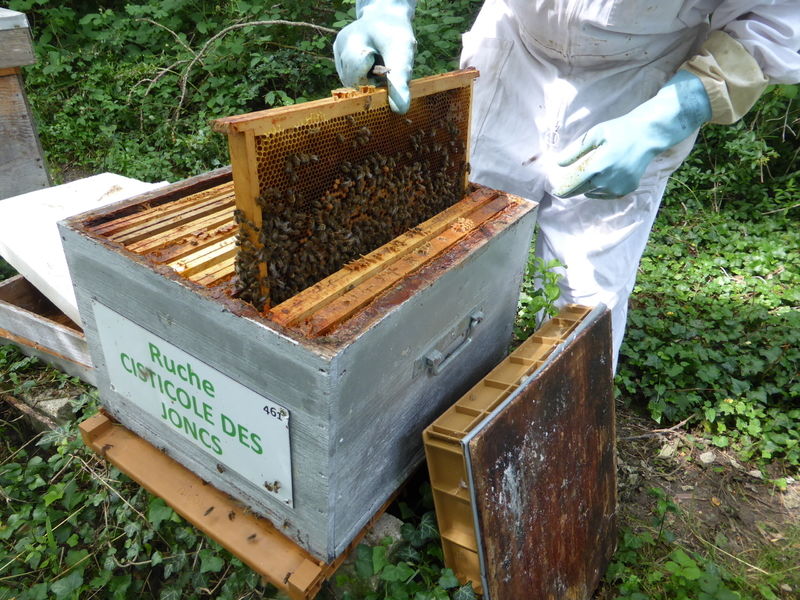 La ruche Cisticole des joncs