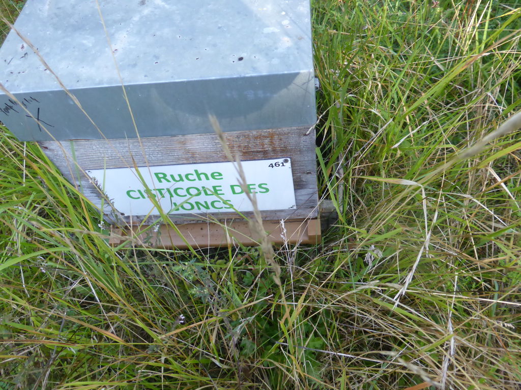 La ruche Cisticole des joncs