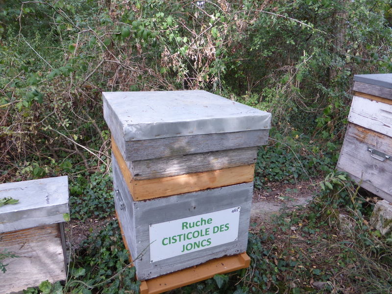 La ruche Cisticole des joncs