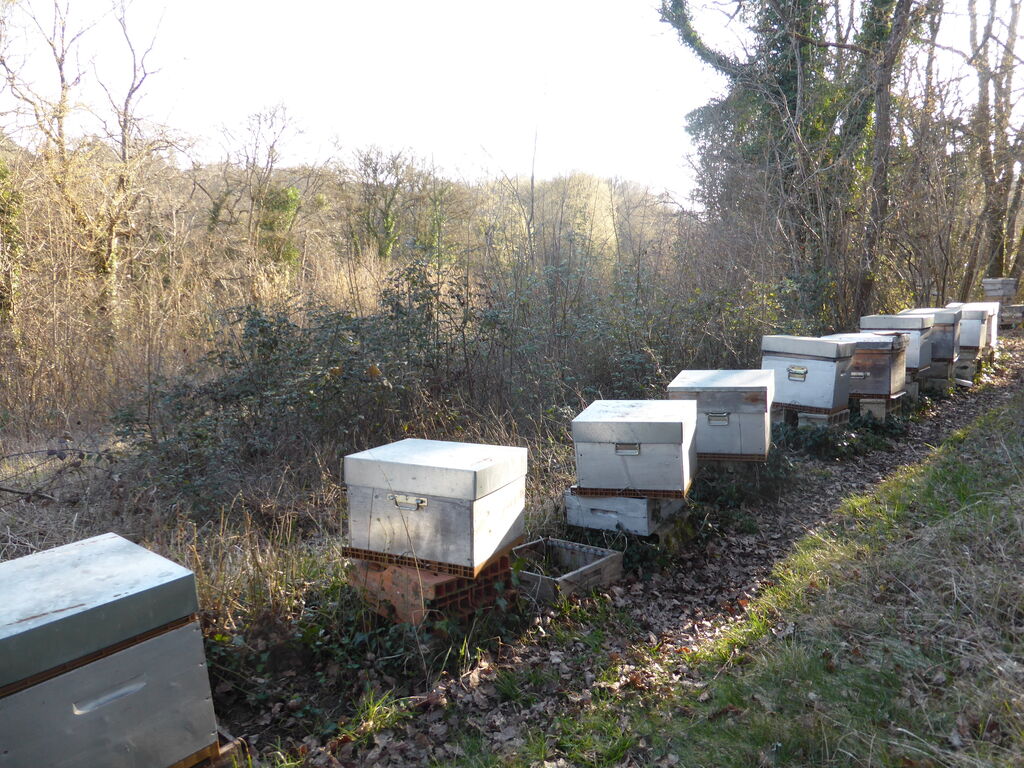 La ruche Cisticole des joncs