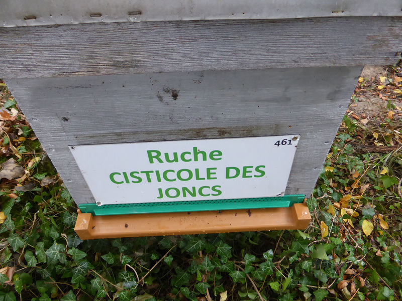 La ruche Cisticole des joncs