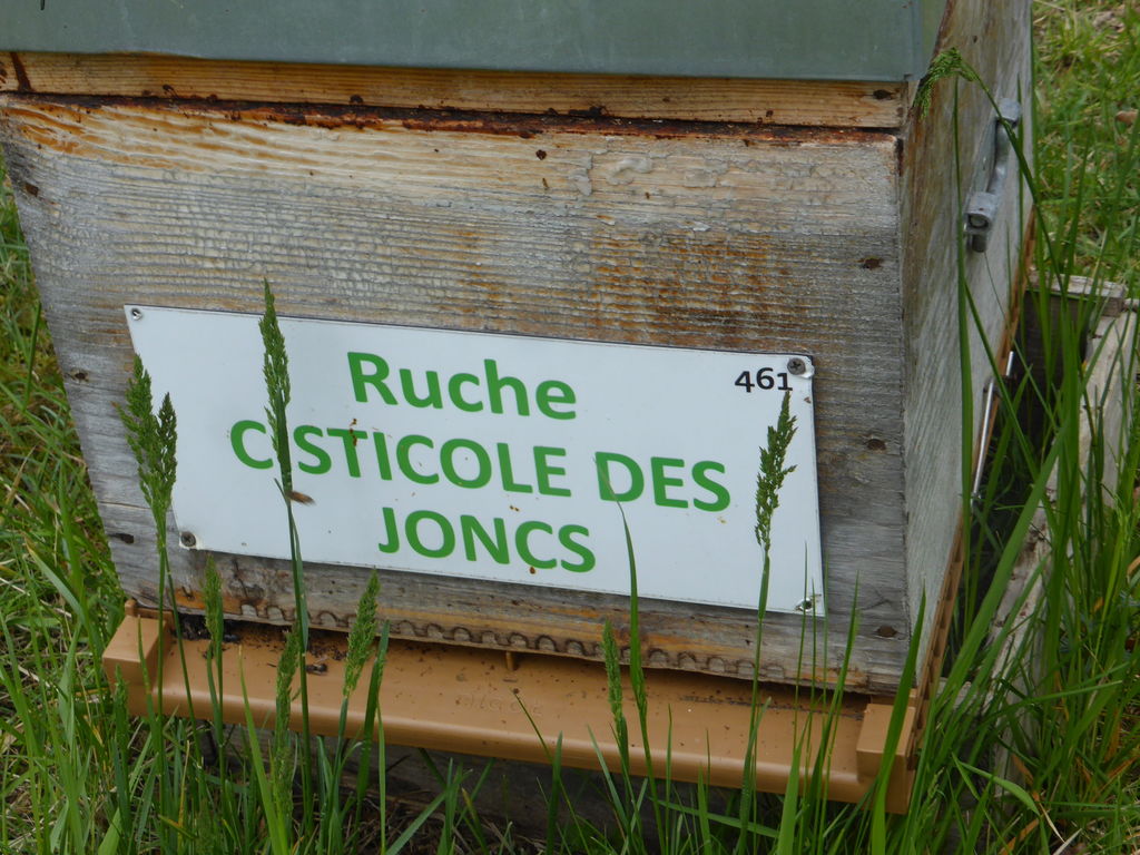 La ruche Cisticole des joncs