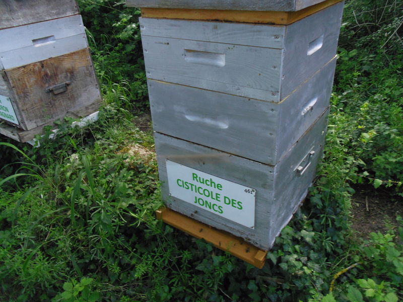 La ruche Cisticole des joncs