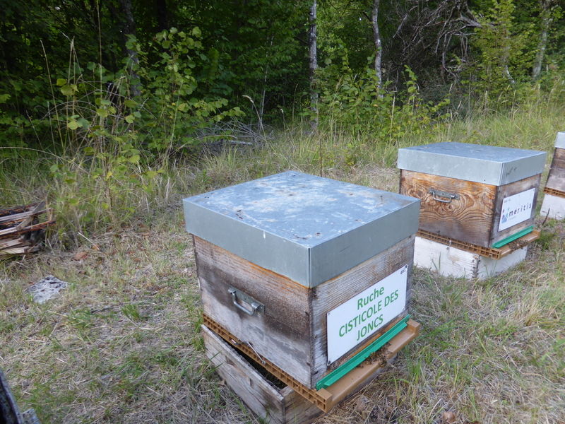 La ruche Cisticole des joncs