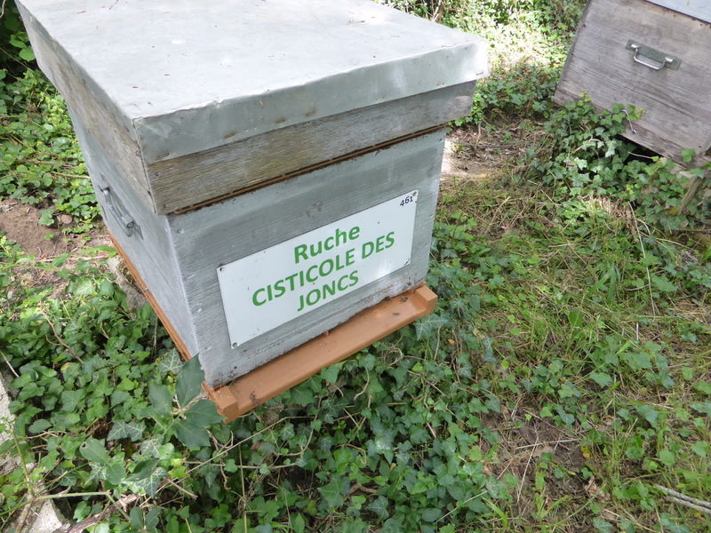 La ruche Cisticole des joncs