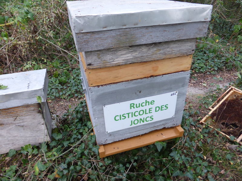 La ruche Cisticole des joncs