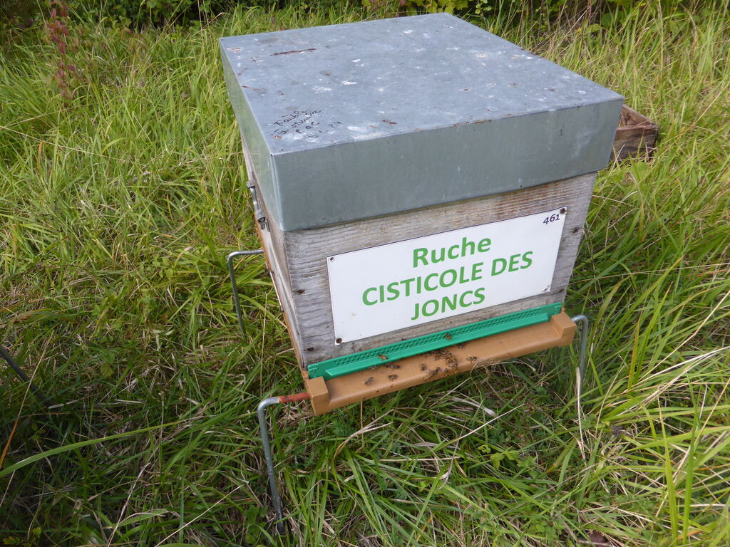 La ruche Cisticole des joncs