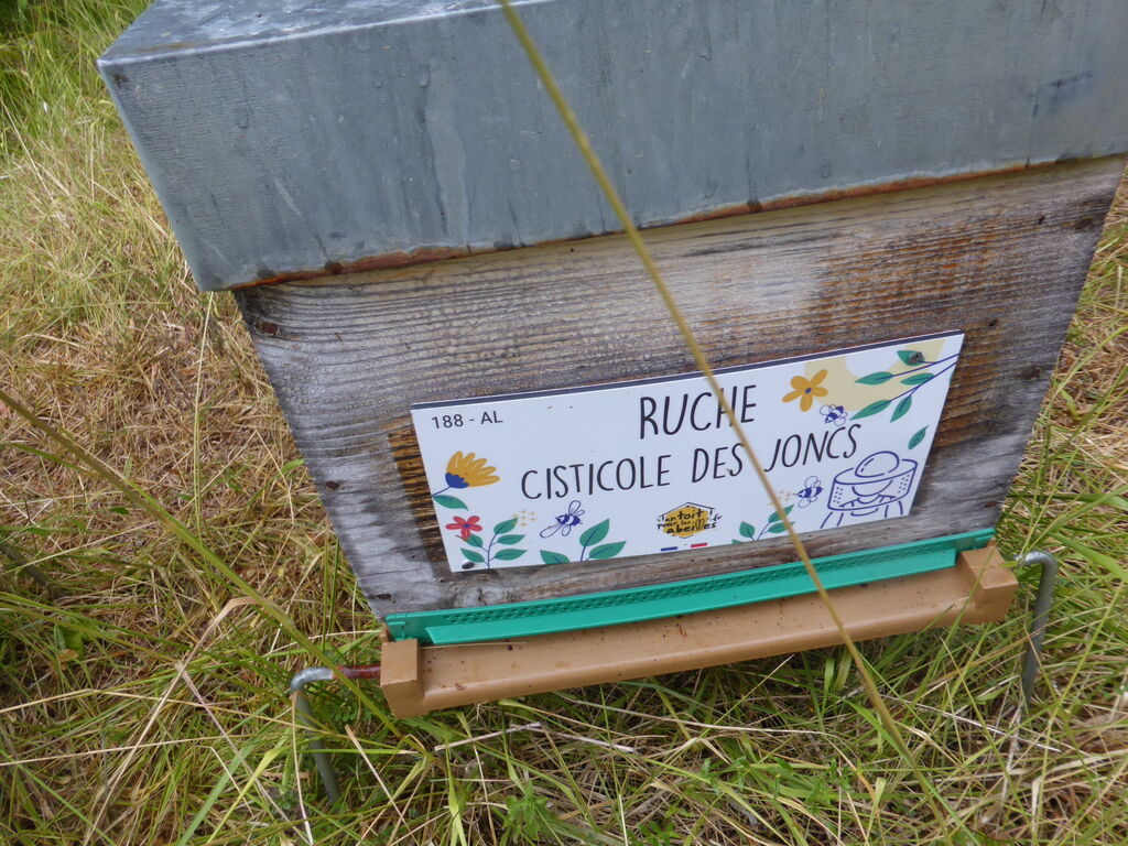 La ruche Cisticole des joncs