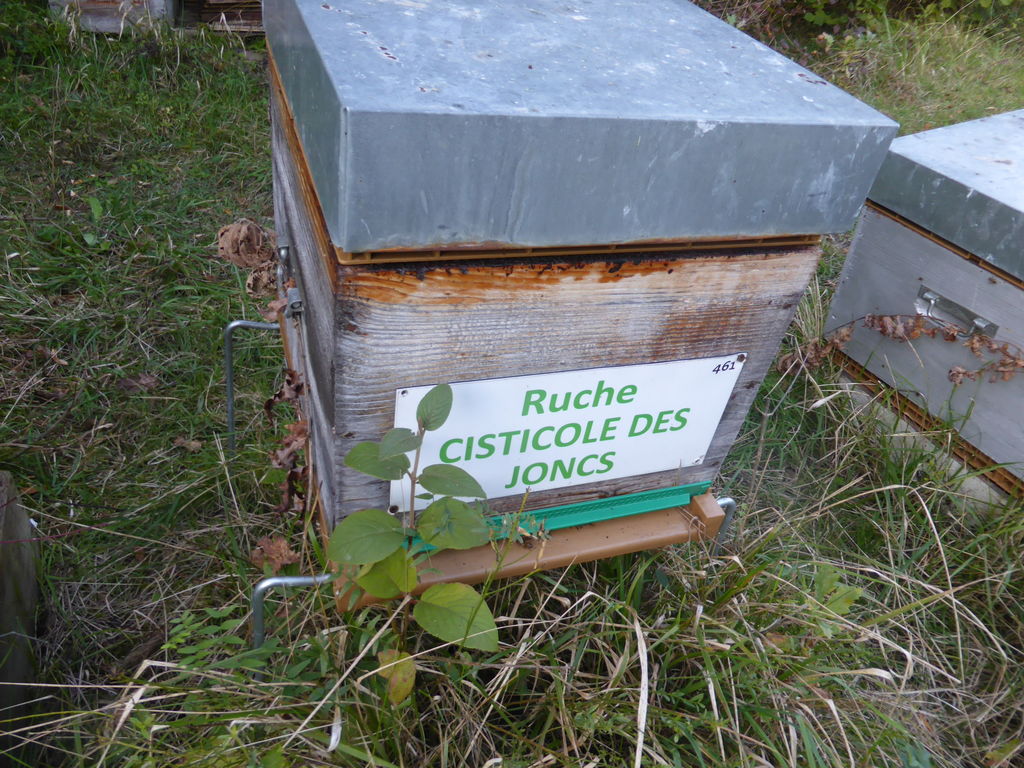 La ruche Cisticole des joncs