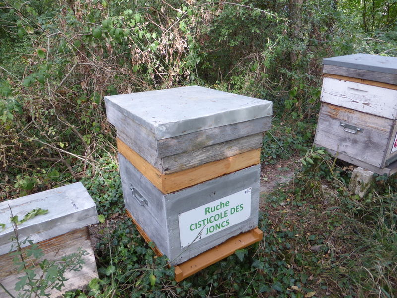 La ruche Cisticole des joncs